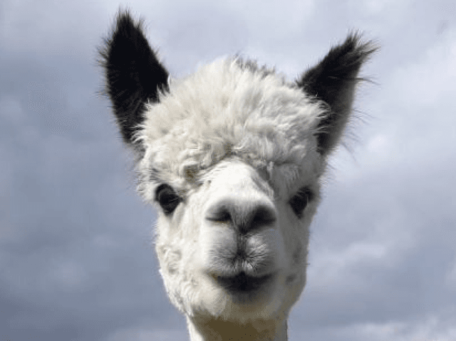 Alpacas